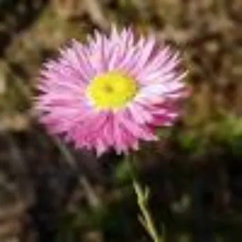 Organic Daisy Flower